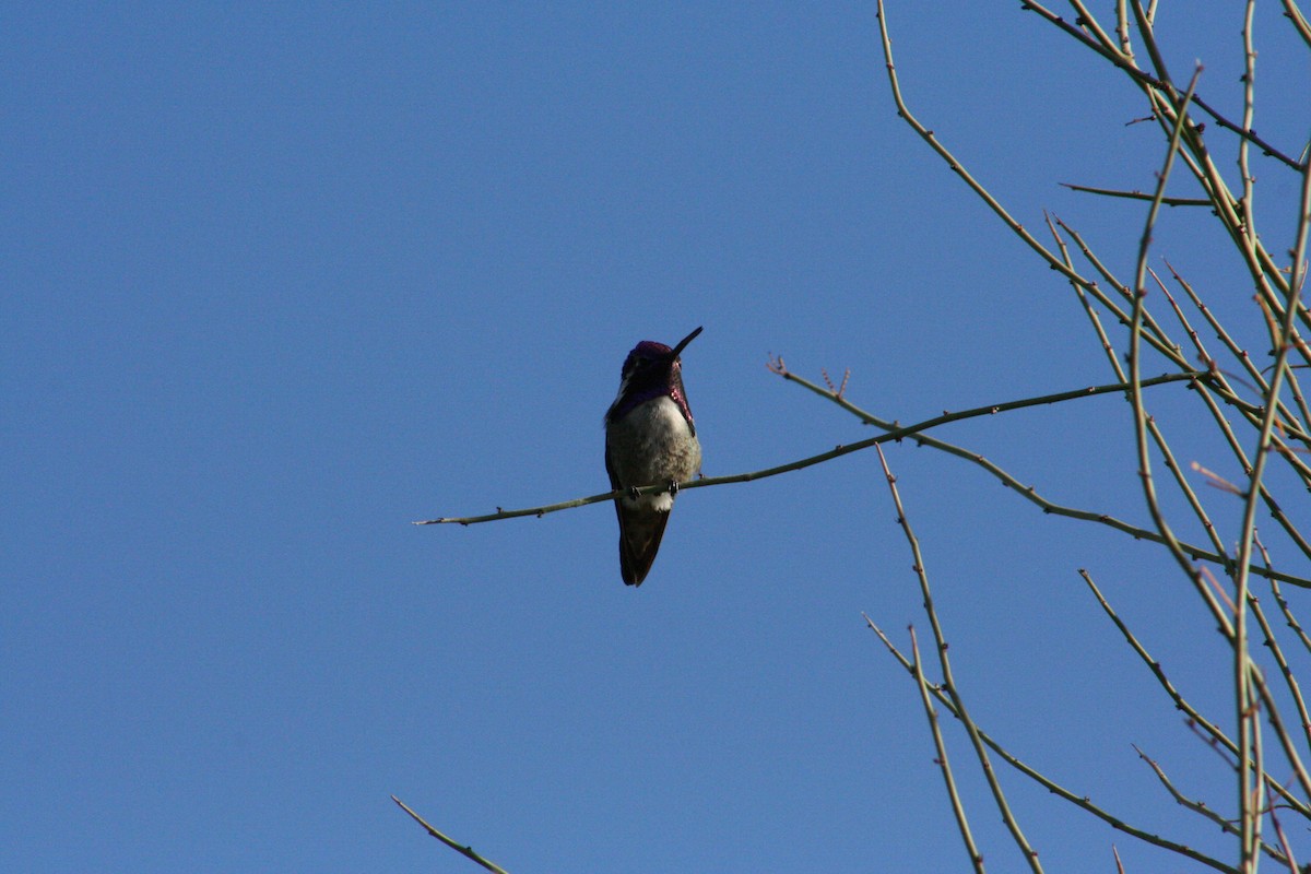 Costa's Hummingbird - Alexander Patterson
