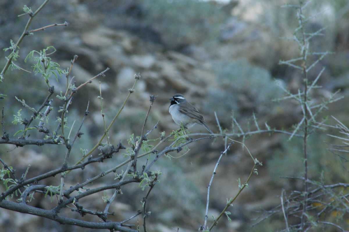 Black-throated Sparrow - ML151317551