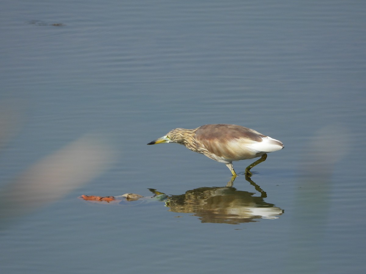 Indian Pond-Heron - Chandra S