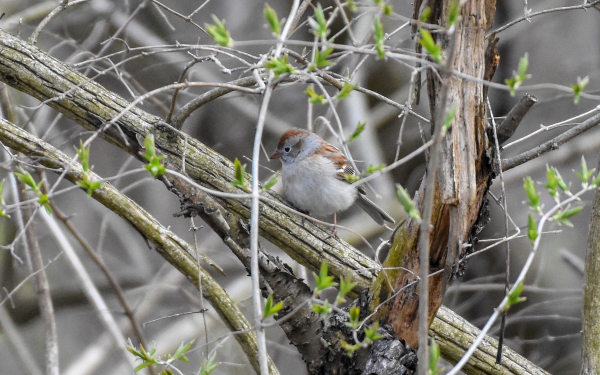 Field Sparrow - Paul Clifford