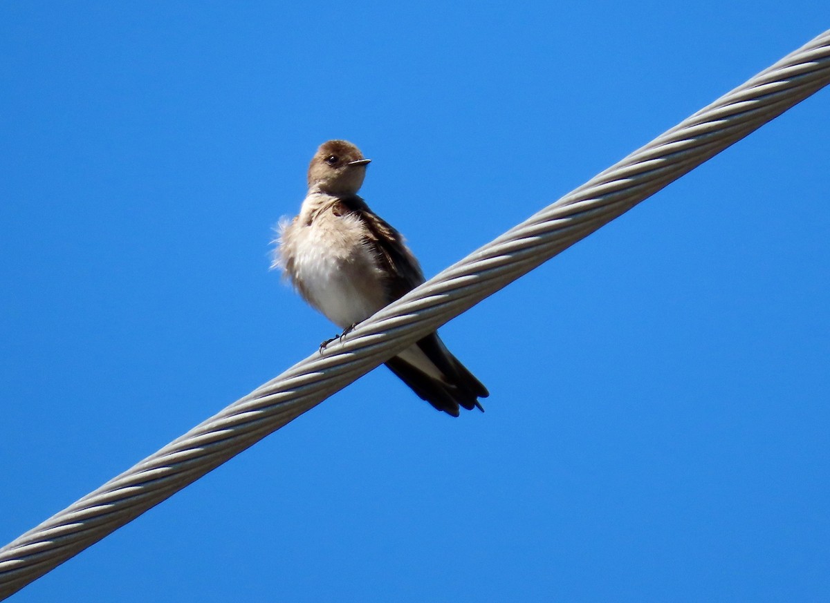 Northern Rough-winged Swallow - Petra Clayton