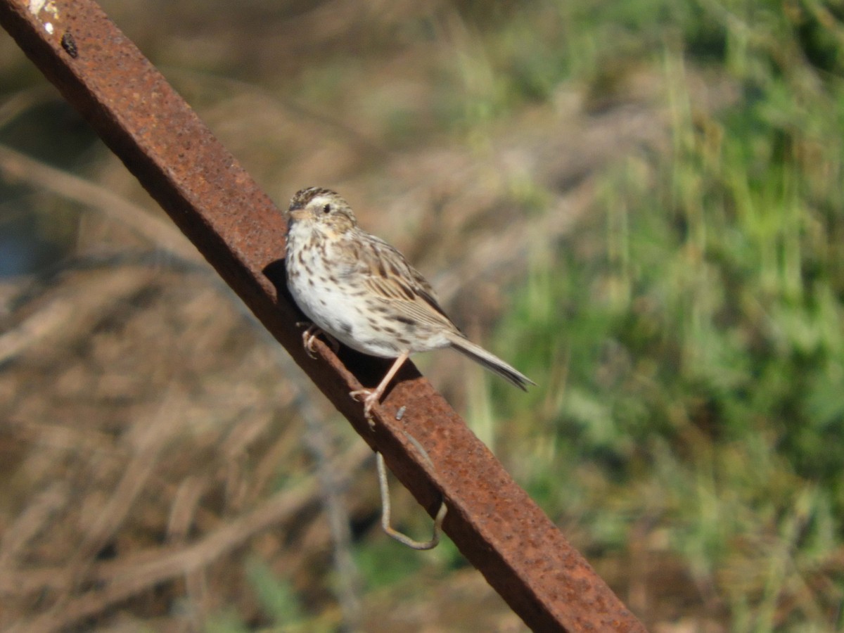 Savannah Sparrow - ML151320071