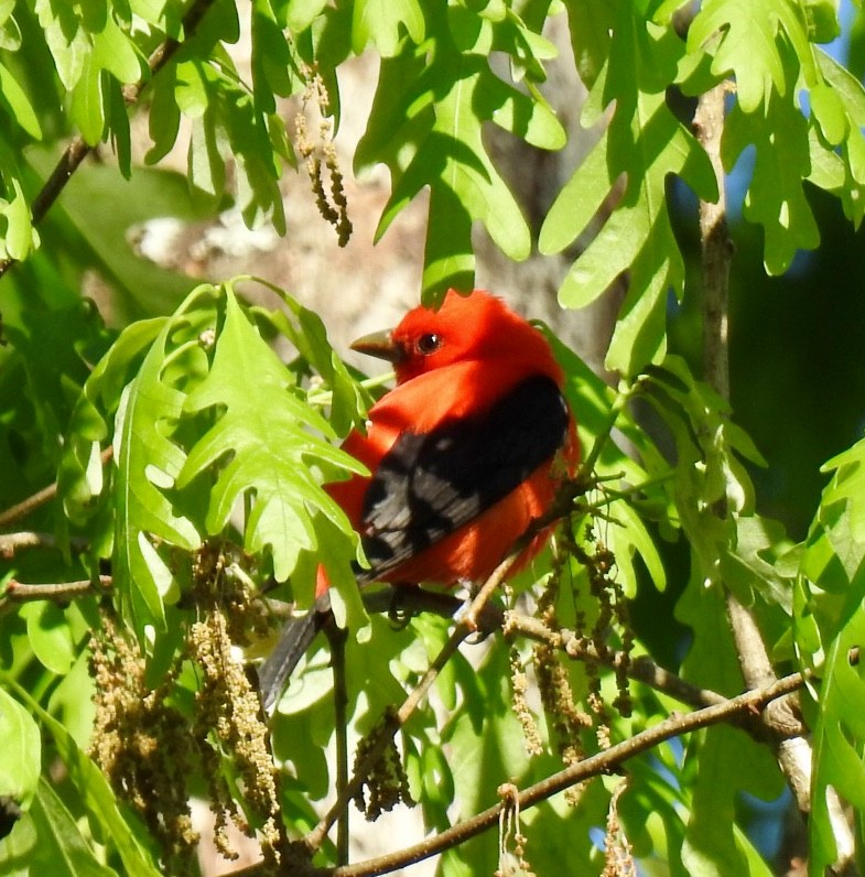 Scarlet Tanager - ML151320121