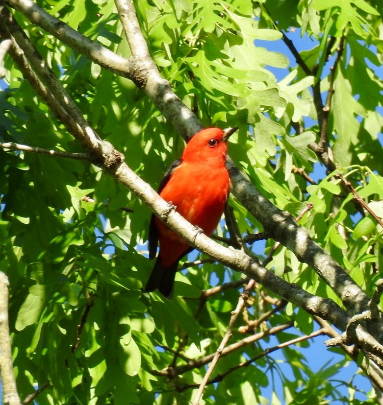 Scarlet Tanager - ML151320131