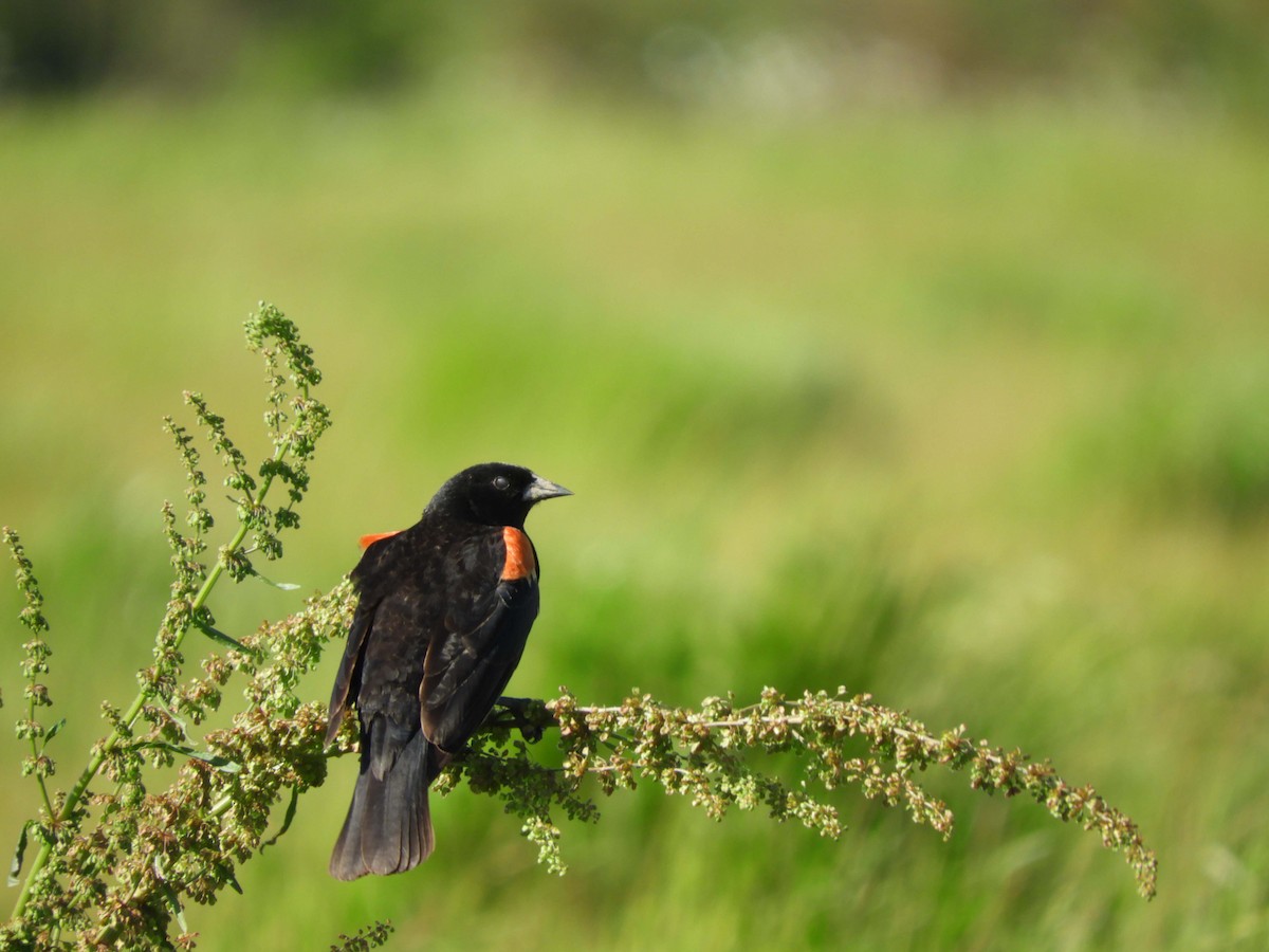 Red-winged Blackbird - ML151320281