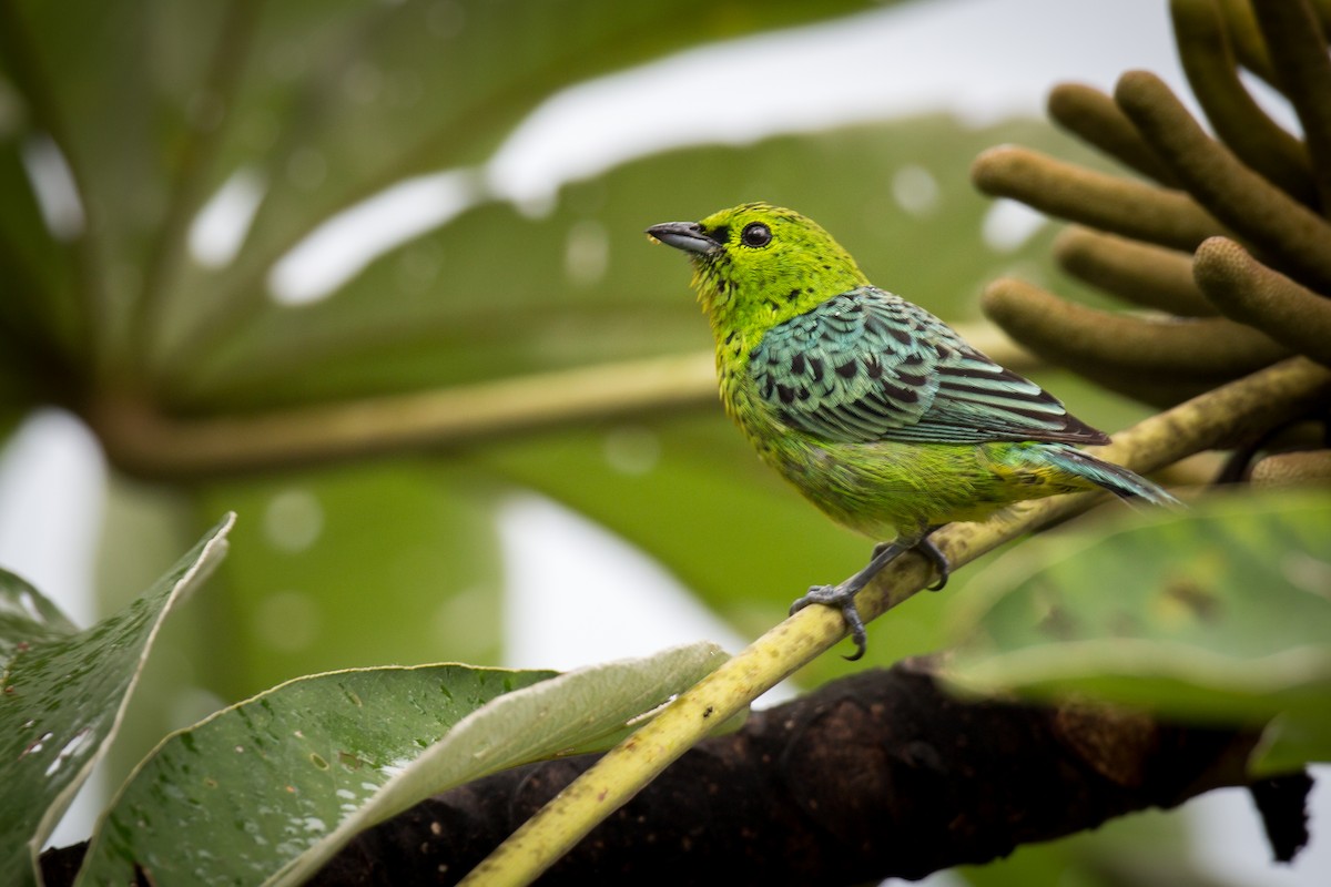 Yellow-bellied Tanager - ML151322001