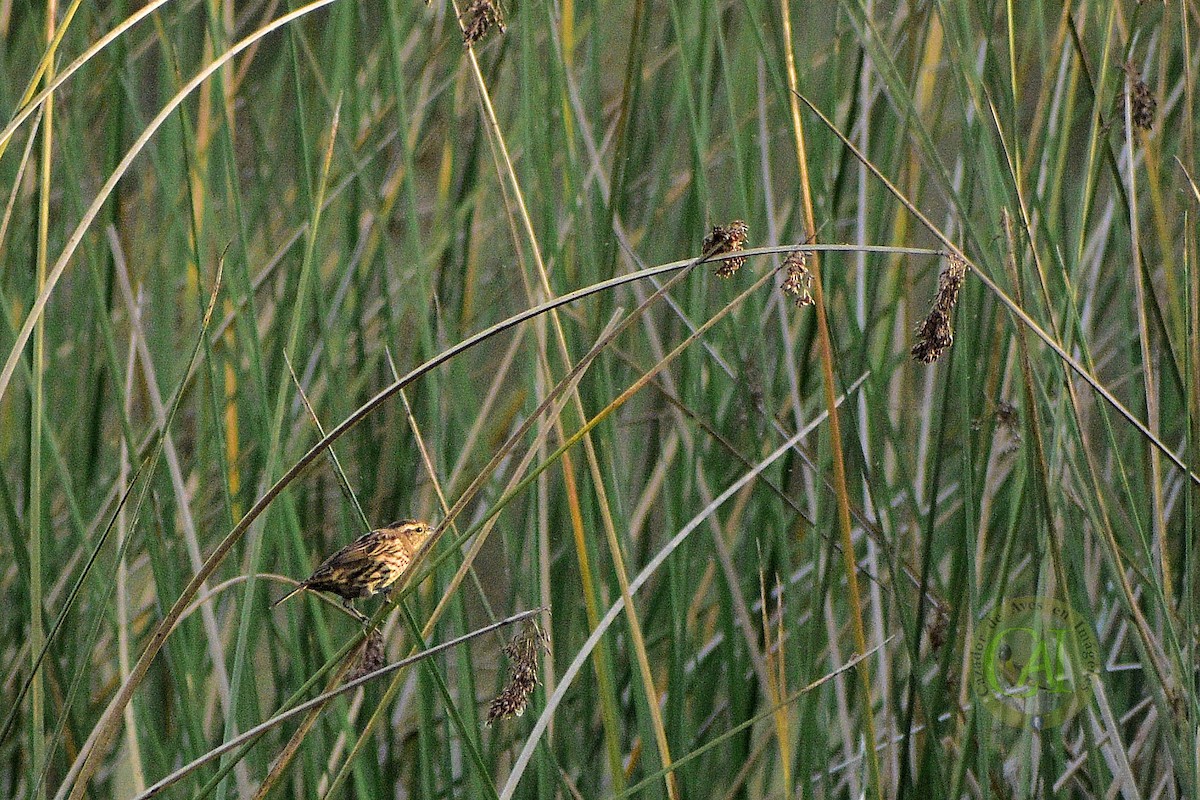 Yellow-winged Blackbird - ML151322101