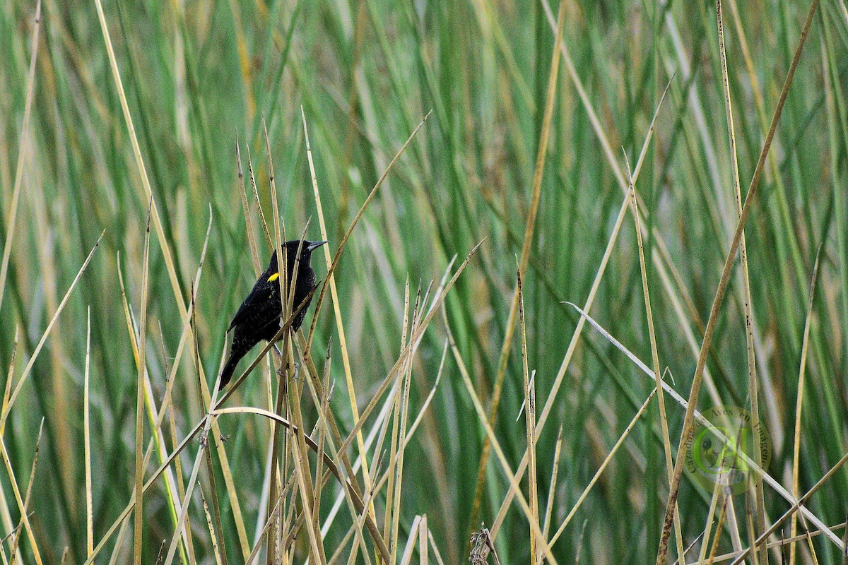 Yellow-winged Blackbird - ML151322231