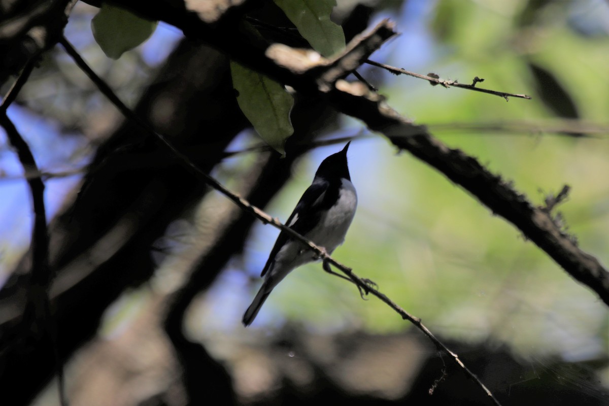 Black-throated Blue Warbler - Doug Kibbe