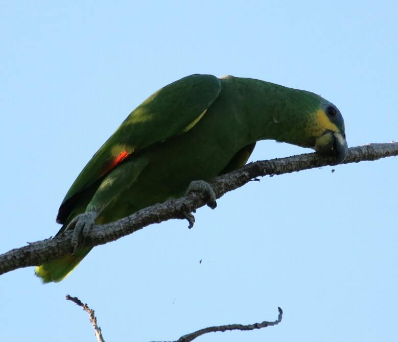 Orange-winged Parrot - Philip Andescavage