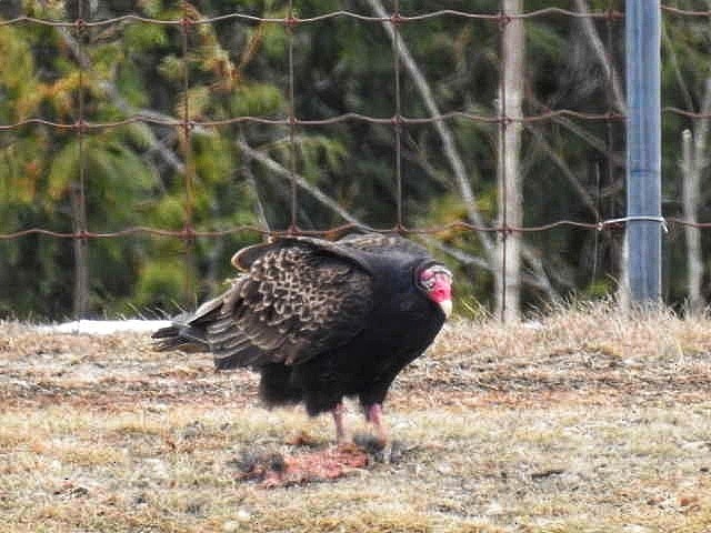 Turkey Vulture - ML151327641