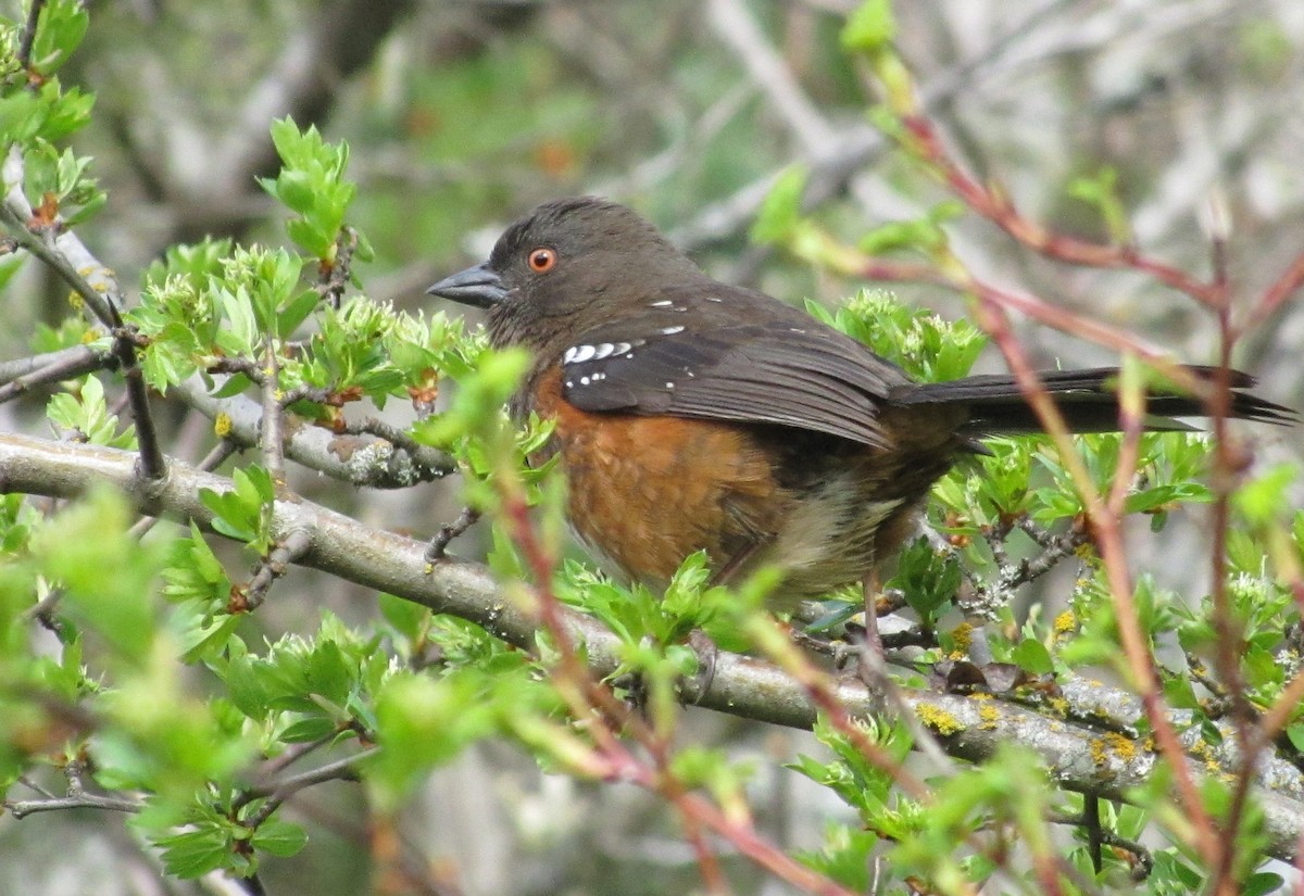 Spotted Towhee - ML151327731