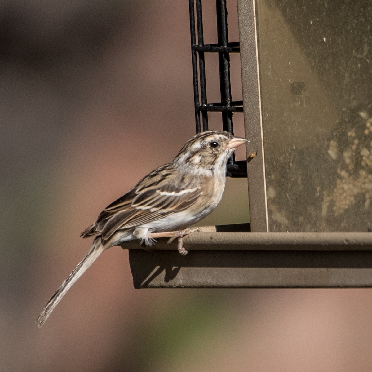 Clay-colored Sparrow - ML151328521