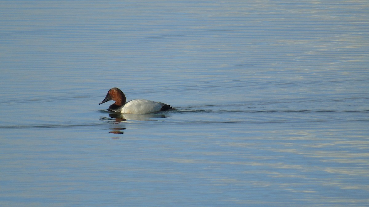 Canvasback - Carrie Voss