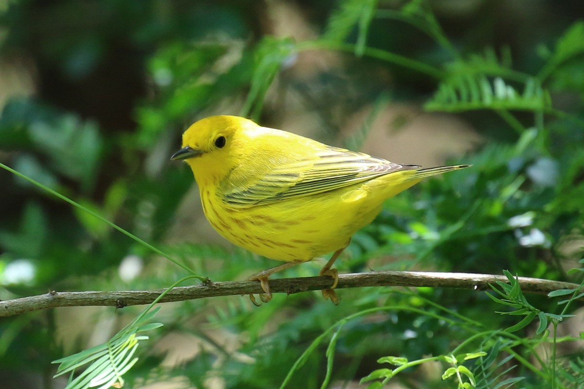 Yellow Warbler (Northern) - Dan Jones