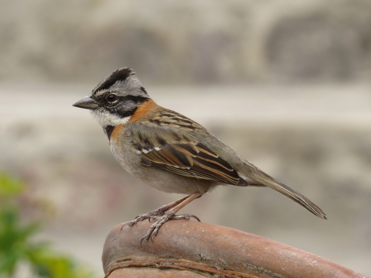 Rufous-collared Sparrow - WS Barbour