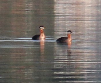 Red-necked Grebe - ML151335561