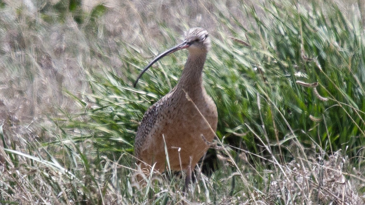 Long-billed Curlew - Rozelle Wright