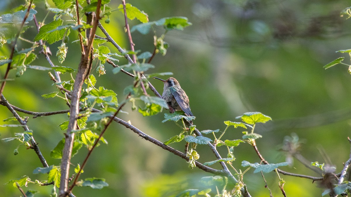 White-eared Hummingbird - Aquiles Brinco