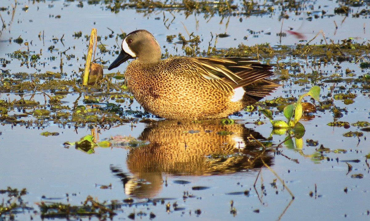Blue-winged Teal - ML151339541