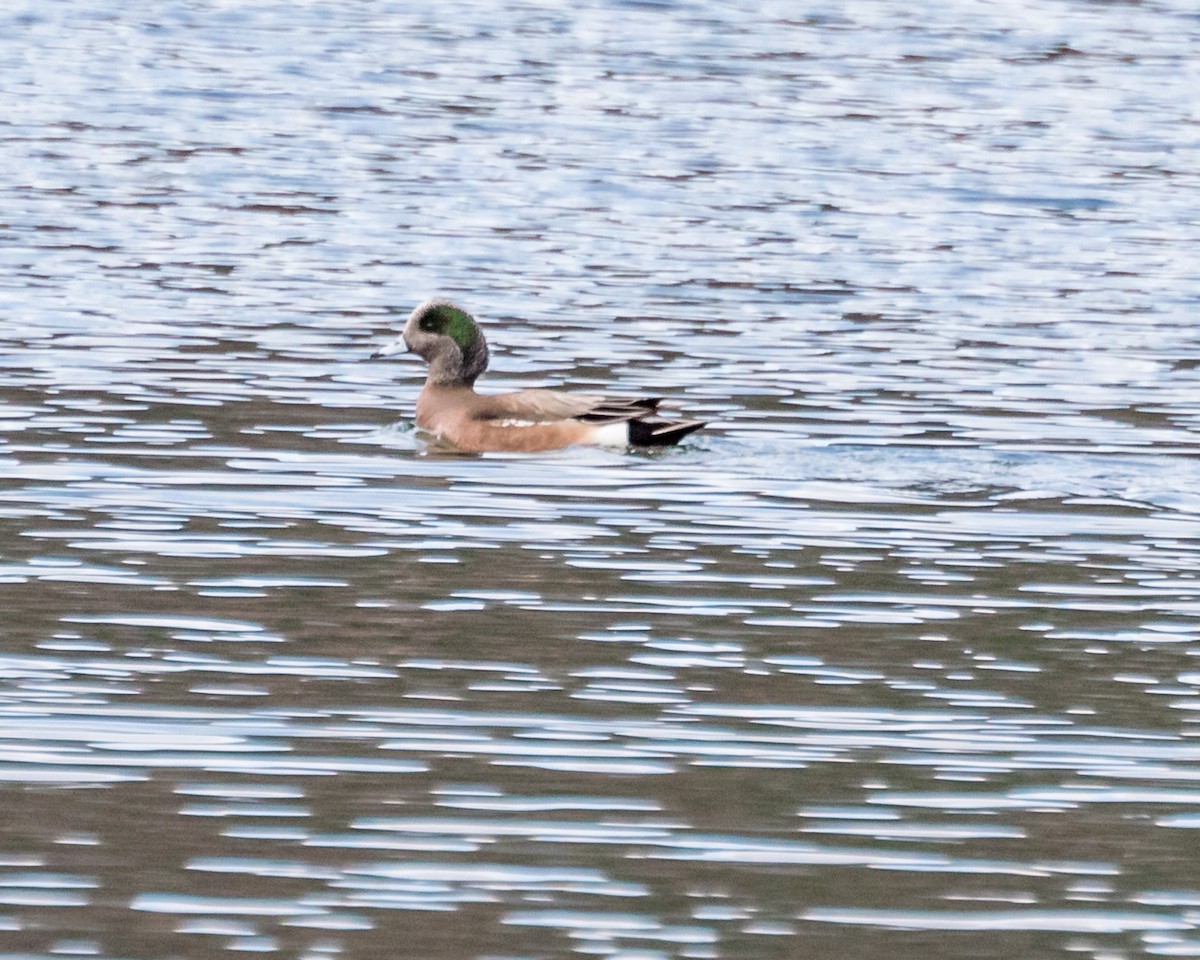 American Wigeon - Michael Foster