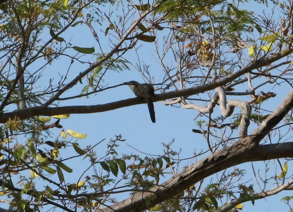 Mangrove Cuckoo - Jon Pleizier