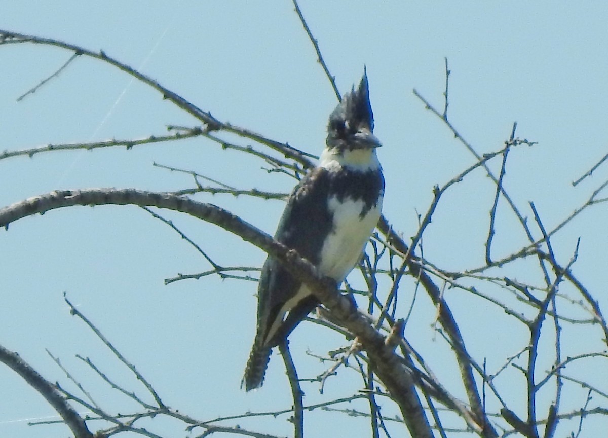 Belted Kingfisher - ML151342431