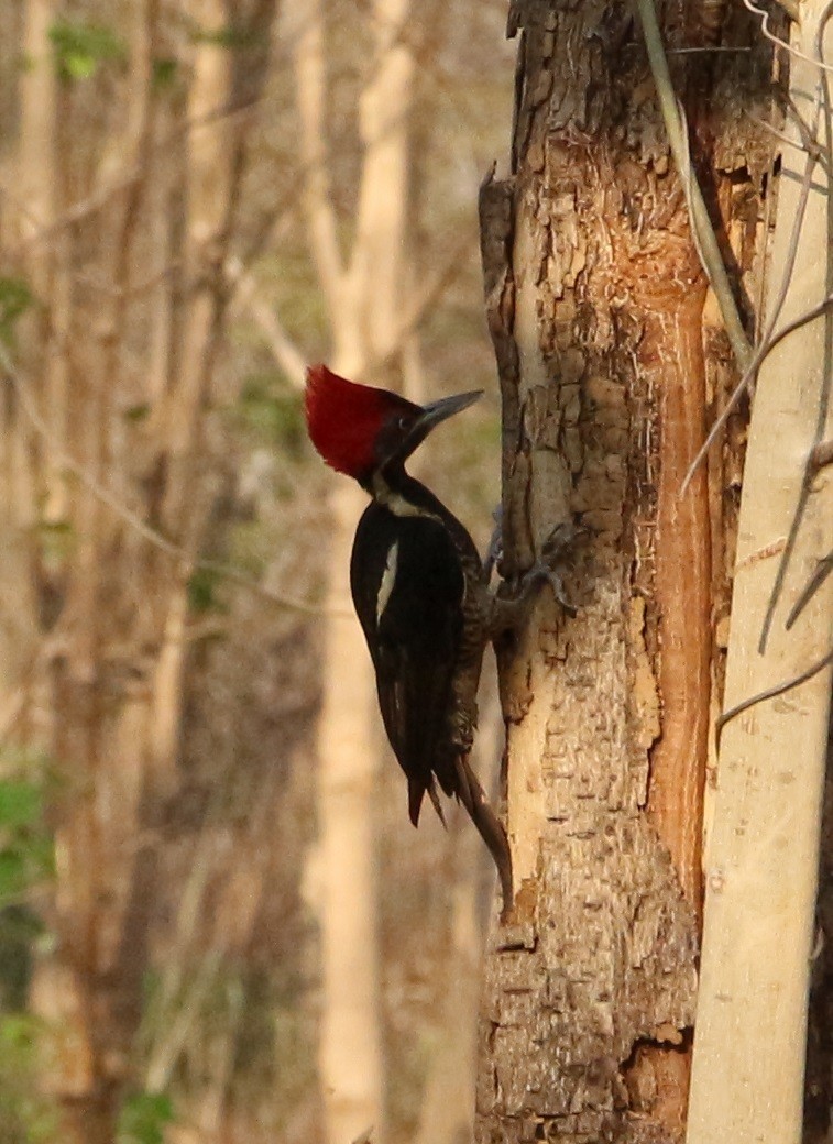 Lineated Woodpecker - Jon Pleizier