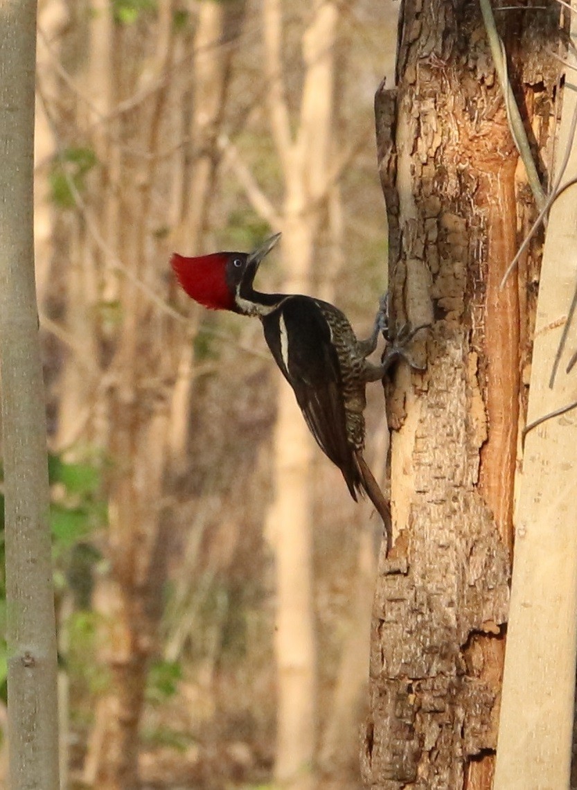 Lineated Woodpecker - Jon Pleizier