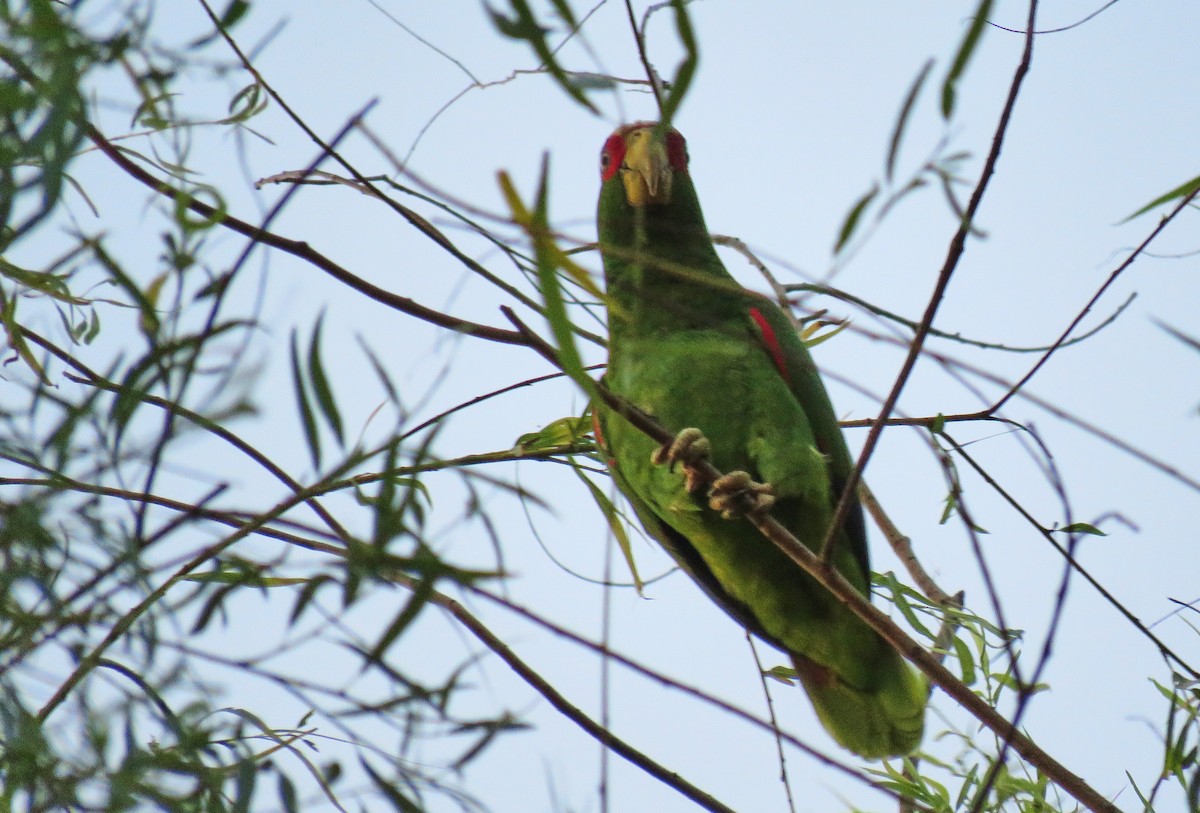 White-fronted Parrot - ML151344871