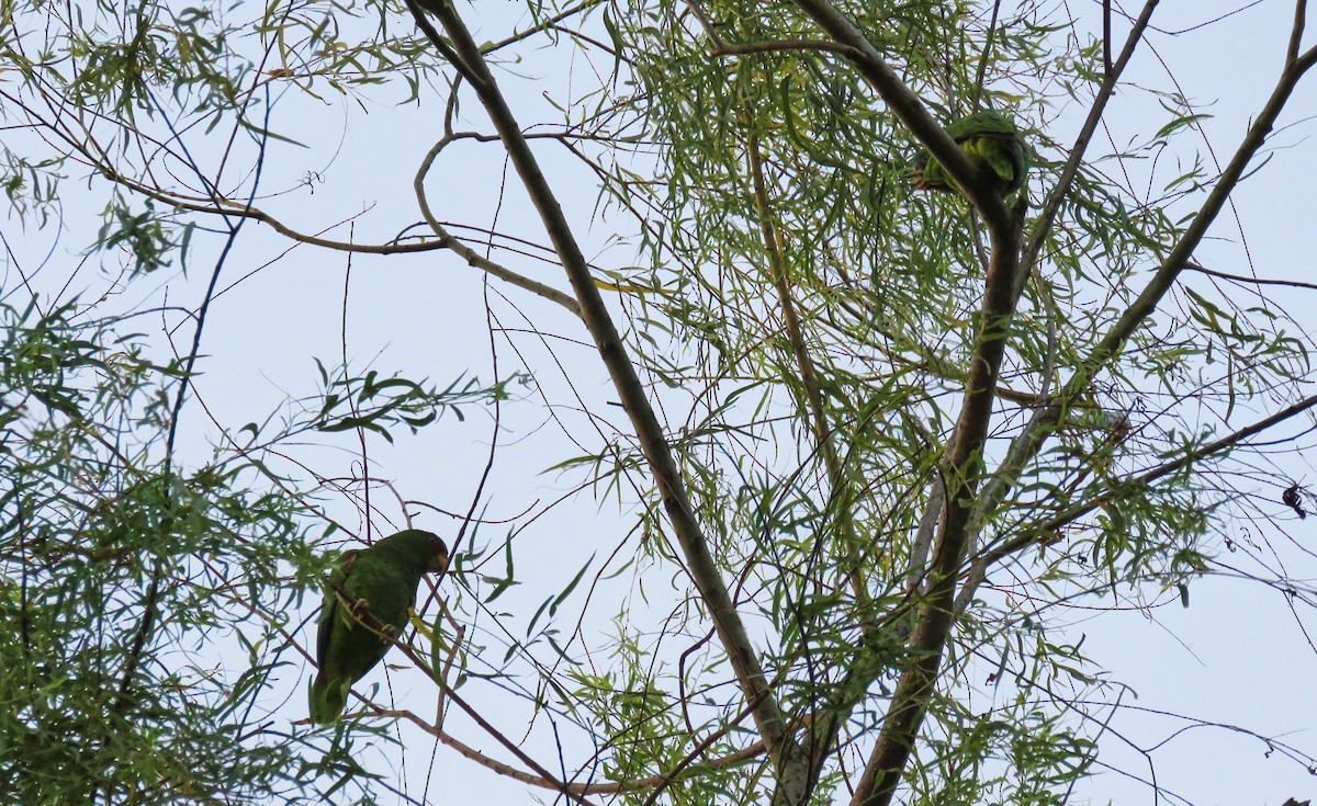 White-fronted Parrot - ML151345071