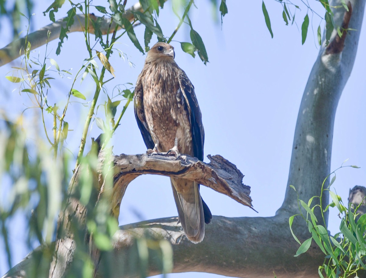 ML151345561 Whistling Kite Macaulay Library