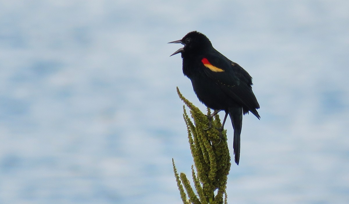Red-winged Blackbird - ML151345581