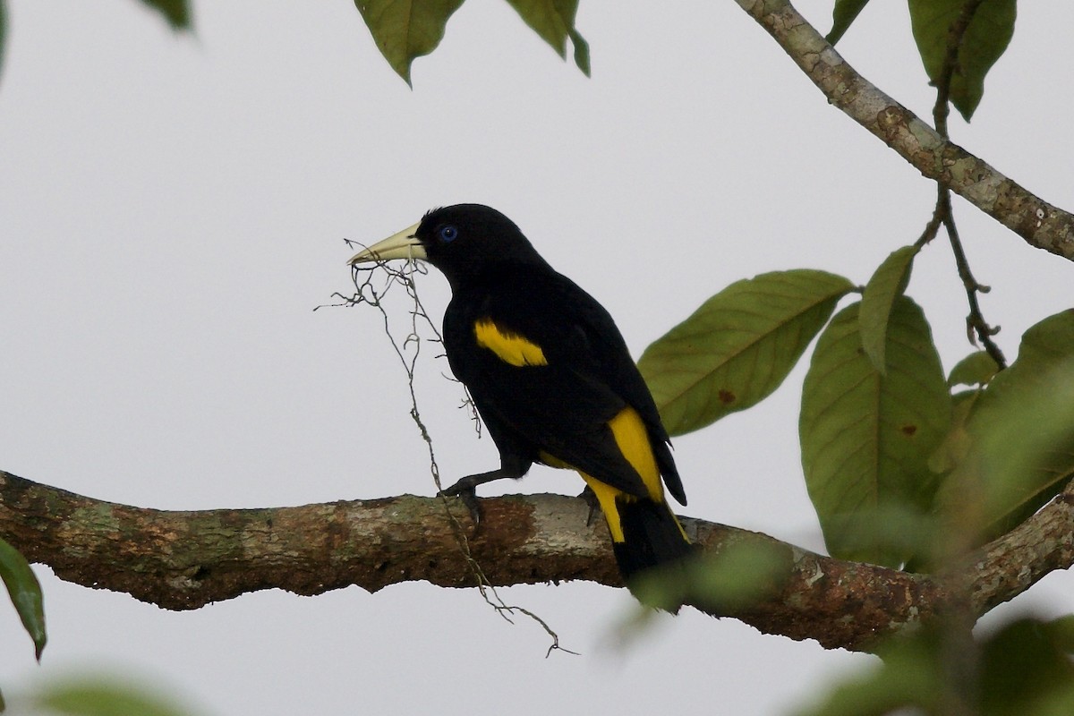 Yellow-rumped Cacique - ML151346781