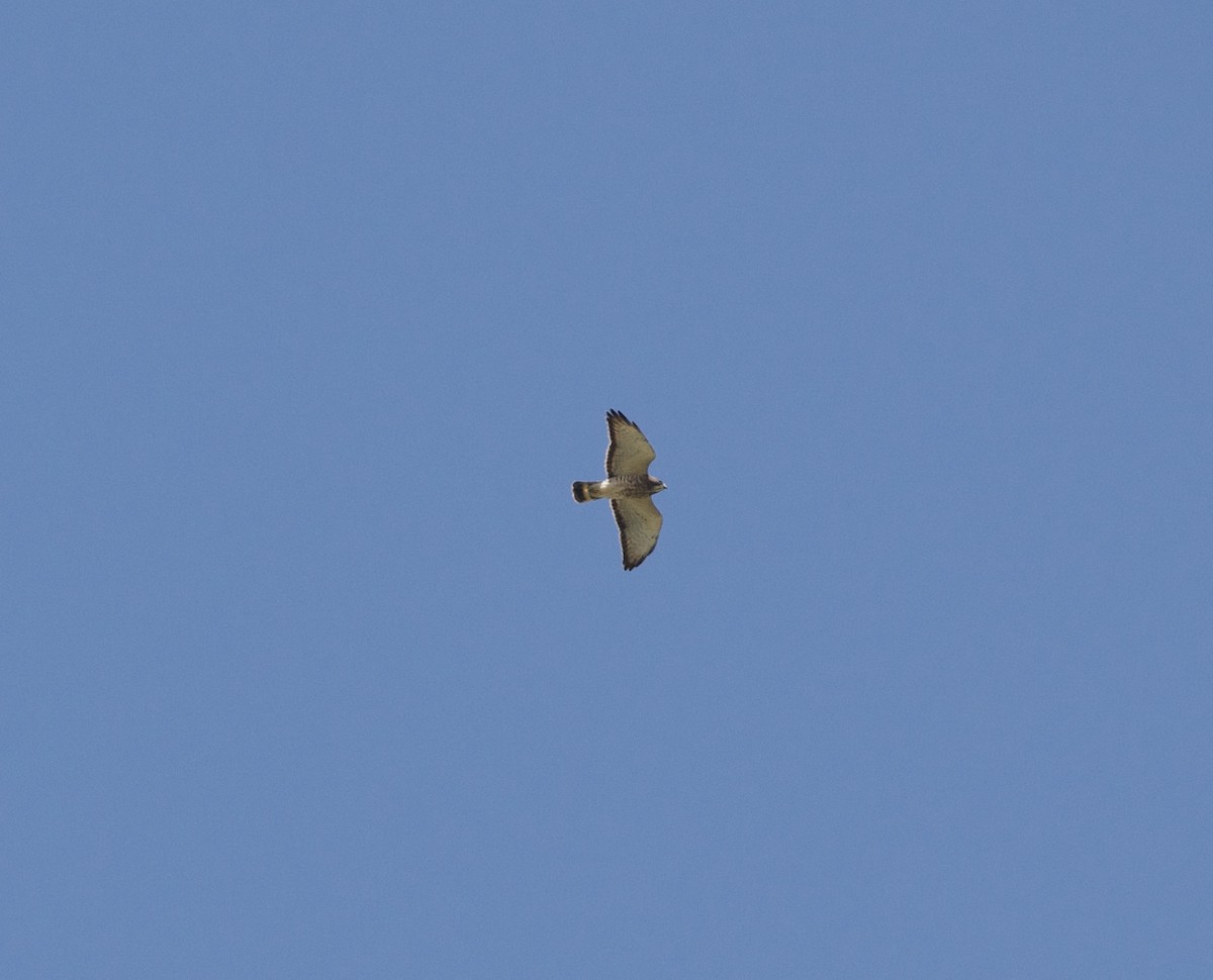 Broad-winged Hawk - ML151347121