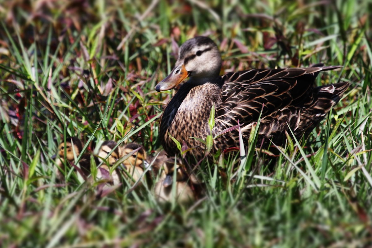 Mottled Duck - Keith McMullen