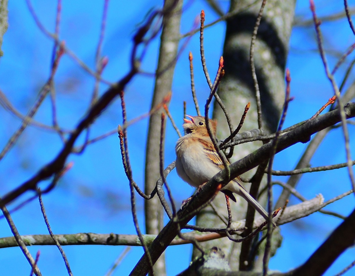 Field Sparrow - ML151351851