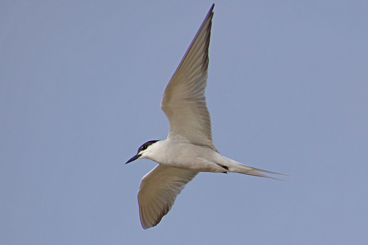 Common Tern - ML151352211