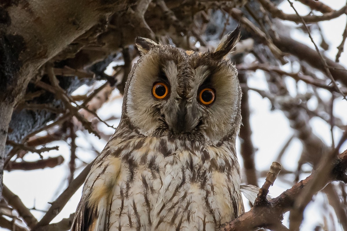 Long-eared Owl - ML151352691