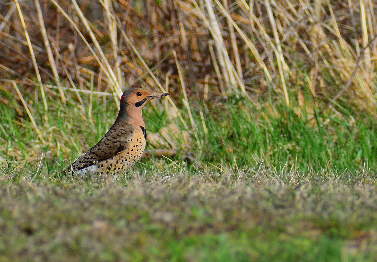 Northern Flicker (Yellow-shafted) - ML151352861
