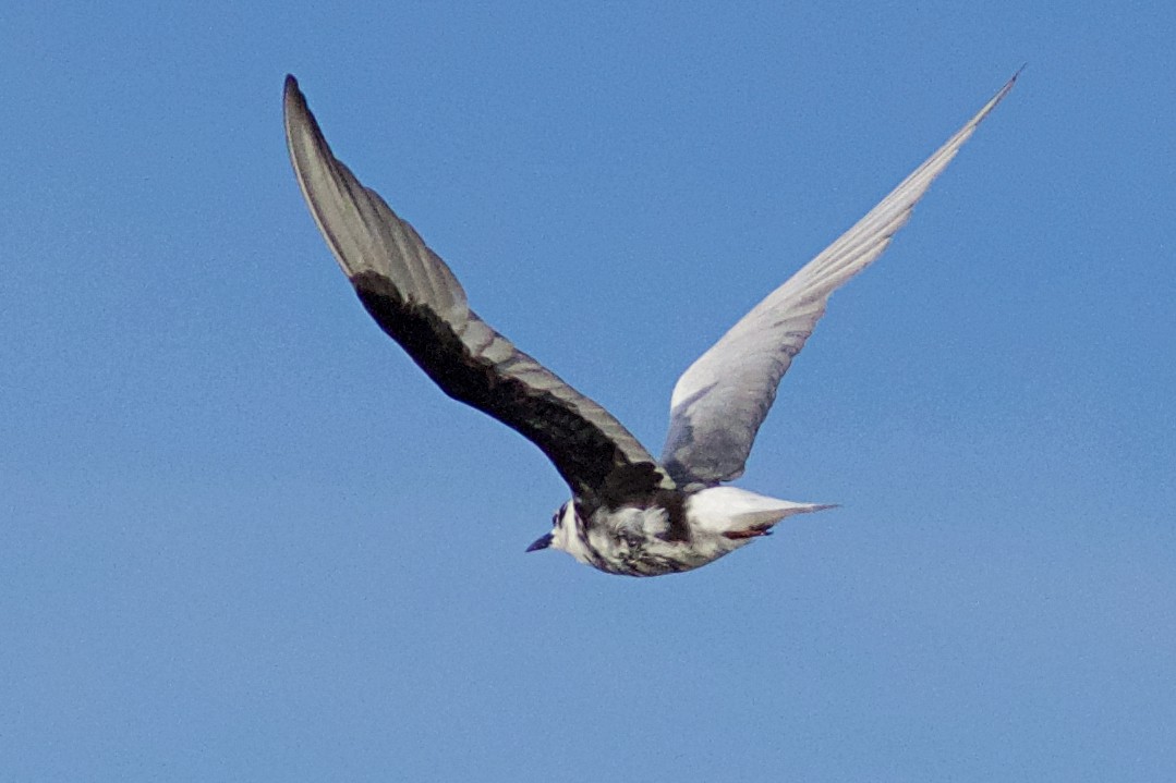 White-winged Tern - ML151353421