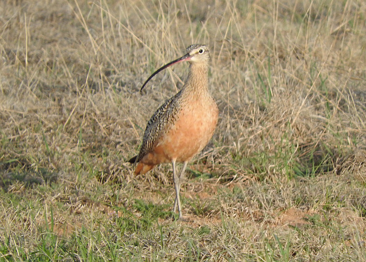 Long-billed Curlew - Mary Brown