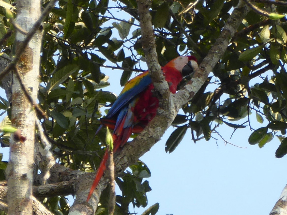 Scarlet Macaw - Pablo Alvia