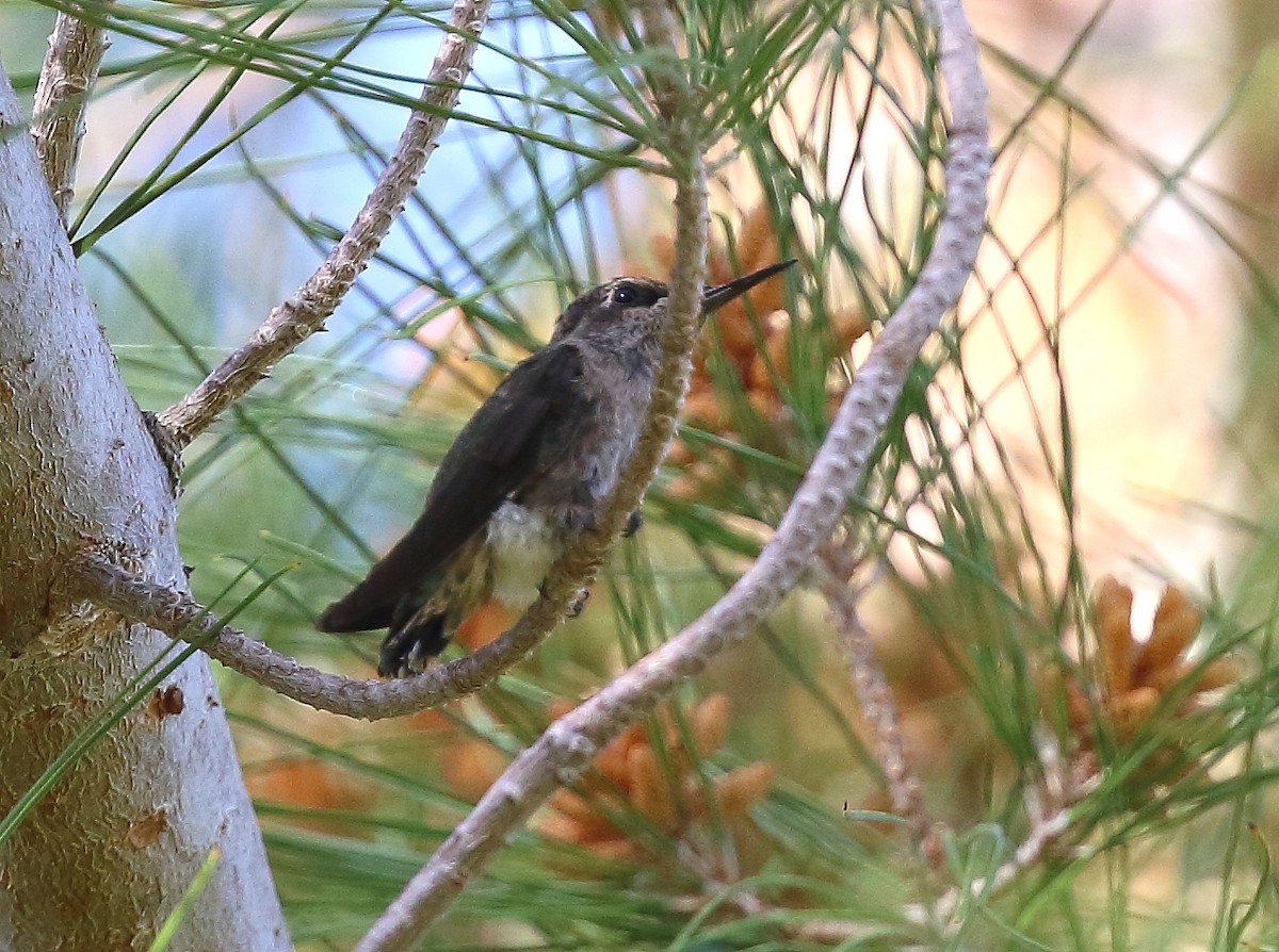 hummingbird sp. - David Barton