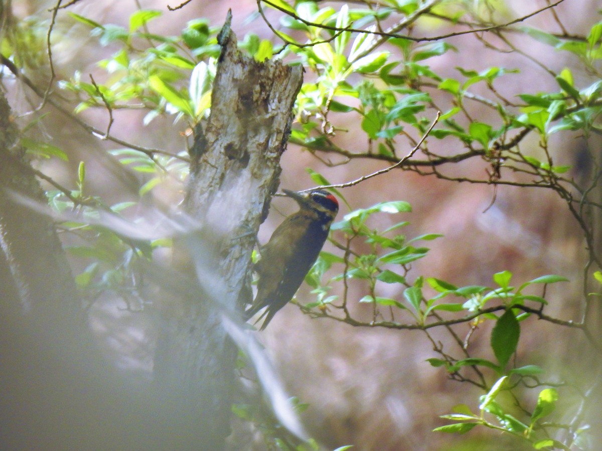 Hairy Woodpecker (South Mexican) - Nancy Douglas