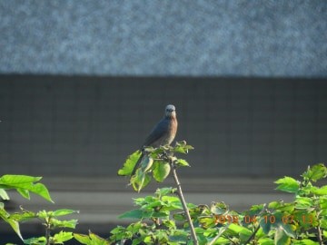 Brown-eared Bulbul - 社團法人 中華民國野鳥學會