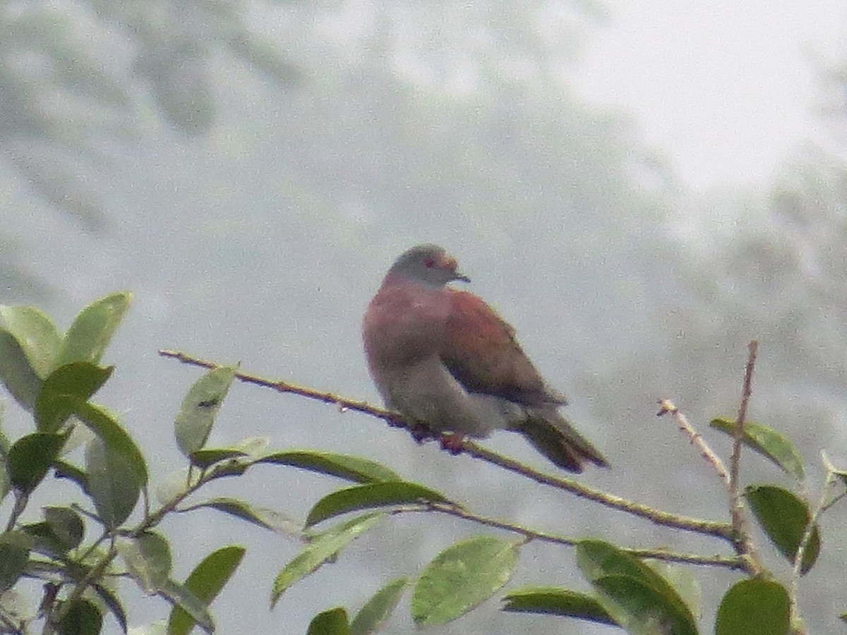 Pale-vented Pigeon - WS Barbour