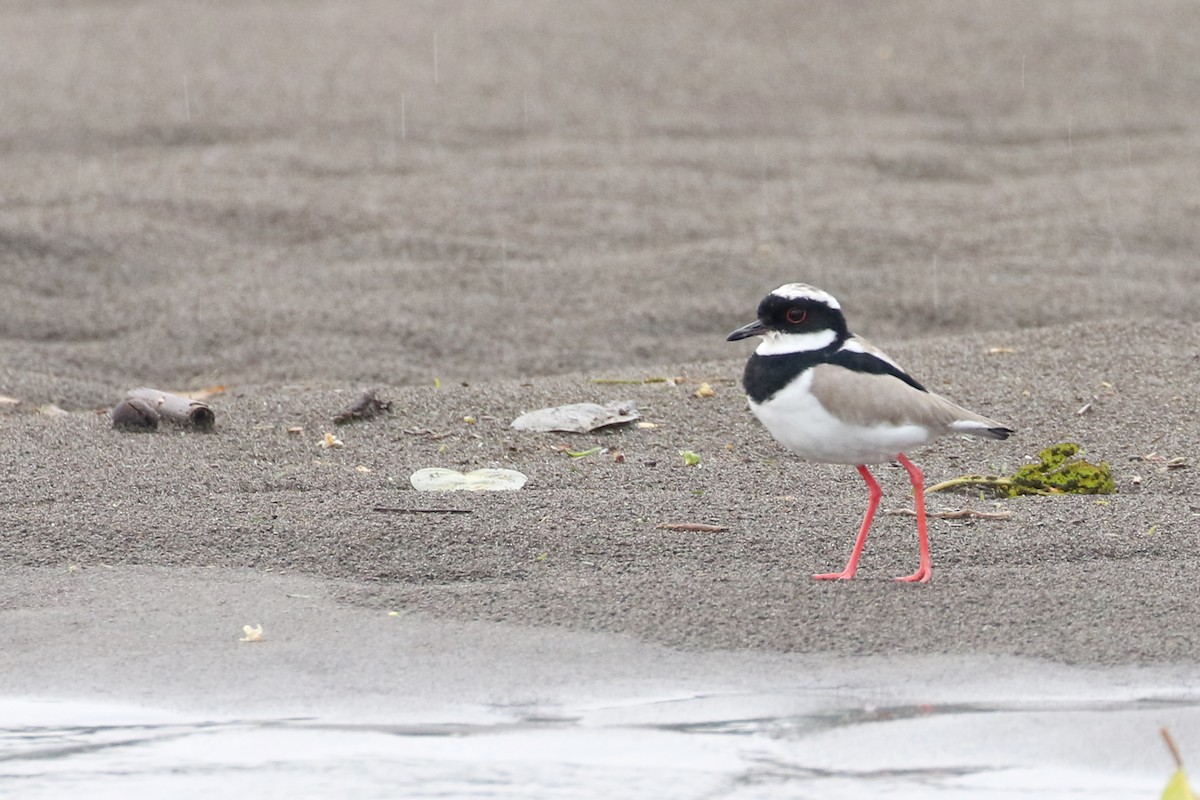 Pied Plover - Dave Beeke