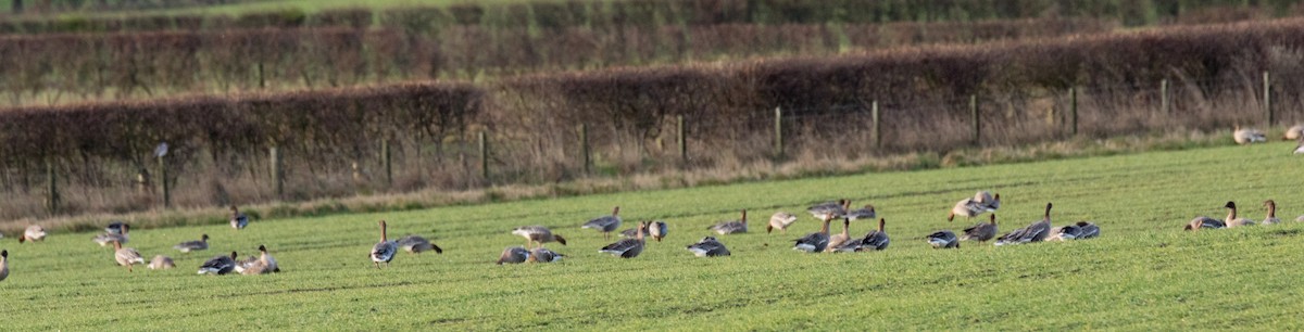 Pink-footed Goose - Chris Barnes