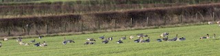 Pink-footed Goose, ML151359051